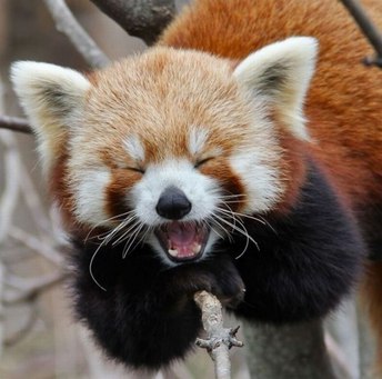 Xakamaru