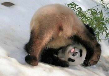 YAOPANDA