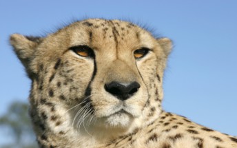 SLOW_CHEETAH