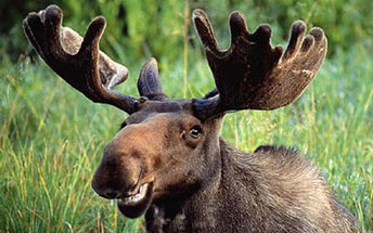 ALCES