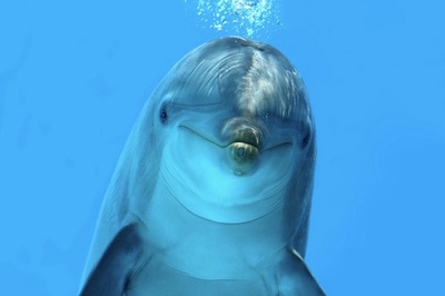 dolphinxwd