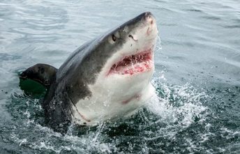 Megalodon