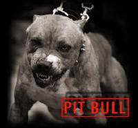 angry_pitbull
